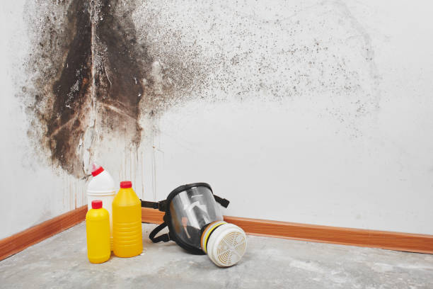 Professional Mold Remediation in Monroe, OH