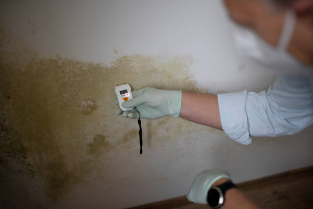 Best Crawl Space Mold Remediation in Monroe, OH