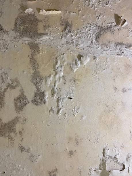 Best Black Mold Remediation in Monroe, OH