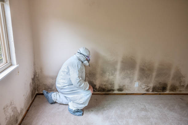 Best Basement Mold Remediation in Monroe, OH